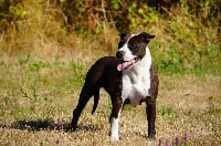 Étalon American Staffordshire Terrier - Naytira black pearl De la crique du Flojule