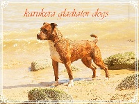 Étalon American Staffordshire Terrier - Naya gland'amtaff d'or