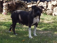Étalon American Staffordshire Terrier - Nety black pearl De La Vallée Des Molosses
