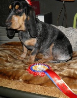 Étalon Basset bleu de Gascogne - Olby bÃ©atrice d'an Naoned