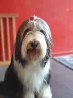 Étalon Bearded Collie - Misty Des Terres De L'Avesnois