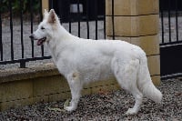 Étalon Berger Blanc Suisse - Nell dit nrj Des chemins du poitou