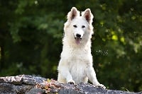 Étalon Berger Blanc Suisse - Princesse zelda Du Domaine d'Hyrule