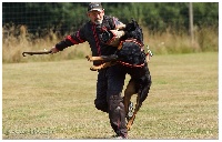 Étalon Berger de Beauce - Grand Lutin Amazing