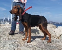 Étalon Bruno du Jura type Bruno - CH. Noisette du mont sulens