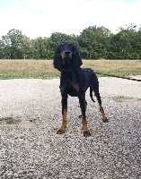 Étalon Bruno du Jura type Bruno - Paddy des echos de chateau le bois