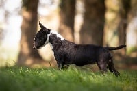 Étalon Bull Terrier Miniature - O'clock Des jardins de margaux