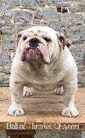 Étalon Bulldog Anglais - Bull Of Thrônes Qhaleesi