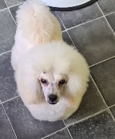 Étalon Caniche - magical obsession Rufus