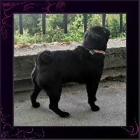 Étalon Carlin - Plume Du Domaine De La Pénide