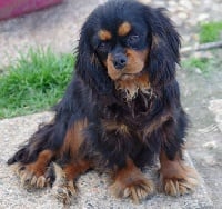 Étalon Cavalier King Charles Spaniel - Magie noire Du puits des sortileges