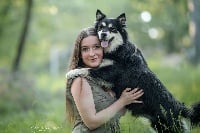 Étalon Chien finnois de Laponie - Petite gucci (Sans Affixe)