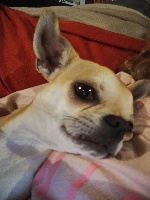 Étalon Chihuahua - Oxane dit opinelle (Sans Affixe)