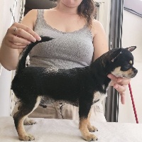 Étalon Chihuahua - Little Hero-pc secret of rome