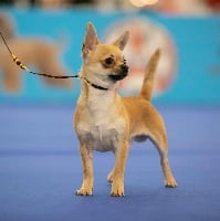 Étalon Chihuahua - Peppone Des Matriochekas Mexicaines