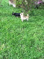 Étalon Chihuahua - Ipso Du clos de champcheny