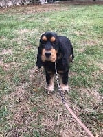 Étalon Cocker Spaniel Anglais - Oliver du domaine de sainte gladyce