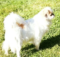 Étalon Epagneul Japonais - Majolie-miel i'love simsalachin du Dieu de la Lumiere