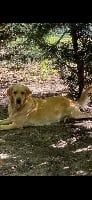 Étalon Golden Retriever - Ollie ii du haut de la Girauderie