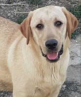 Étalon Labrador Retriever - Rigolote des Graffitis de la Lauzeraie