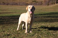 Étalon Labrador Retriever - Duchess daisy bella mare