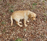 Étalon Labrador Retriever - Rymel des Vergers de Taly