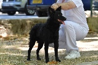 Étalon Mudi - mecseki bundás Berkenye