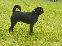 Étalon Petit Brabançon - Newton Des Brabs De Philie