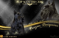 Étalon Scottish Terrier - CH. Frozen daiquiri du Moulin de Mac Grégor