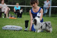 Étalon Shetland Sheepdog - Mabelle blue du Cèdre Enchanté