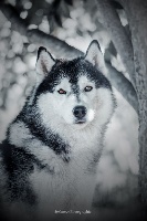 Étalon Siberian Husky - Legend of the guardians Of Noble's Snowstars