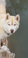 Étalon Siberian Husky - Lovely nyméria Wolf Of Sibalt