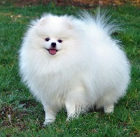 Étalon Spitz allemand - CH. I will follow him D'Arlande