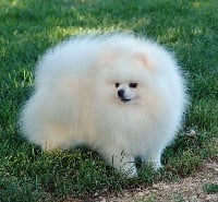 Étalon Spitz allemand - CH. Haribo D'Arlande