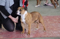 Étalon Staffordshire Bull Terrier - Jaya (Sans Affixe)