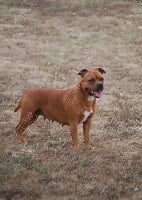 Étalon Staffordshire Bull Terrier - Zadatis Melba
