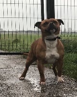 Étalon Staffordshire Bull Terrier - welcome to granada vanger bull
