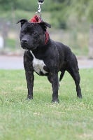 Étalon Staffordshire Bull Terrier - Wenilek's Moe little jack