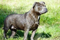 Étalon Staffordshire Bull Terrier - Penelope blue De la crique du Flojule
