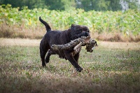 Étalon Staffordshire Bull Terrier - Nala des loupiots du lolazo