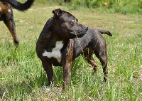 Étalon Staffordshire Bull Terrier - Enaga (Sans Affixe)