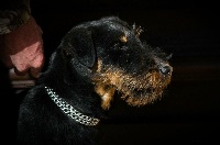 Étalon Terrier de chasse allemand - Niki de las Sesteriades