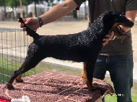 Étalon Terrier de chasse allemand - Oprah De La Dernière Harde De Sologne