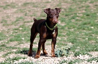 Étalon Terrier de chasse allemand - CH. Obi De Pech & Catmalou