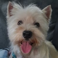 Étalon West Highland White Terrier - Interessante du Clos de la Monnerie