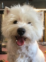 Étalon West Highland White Terrier - Sweet kachemire Joeberger