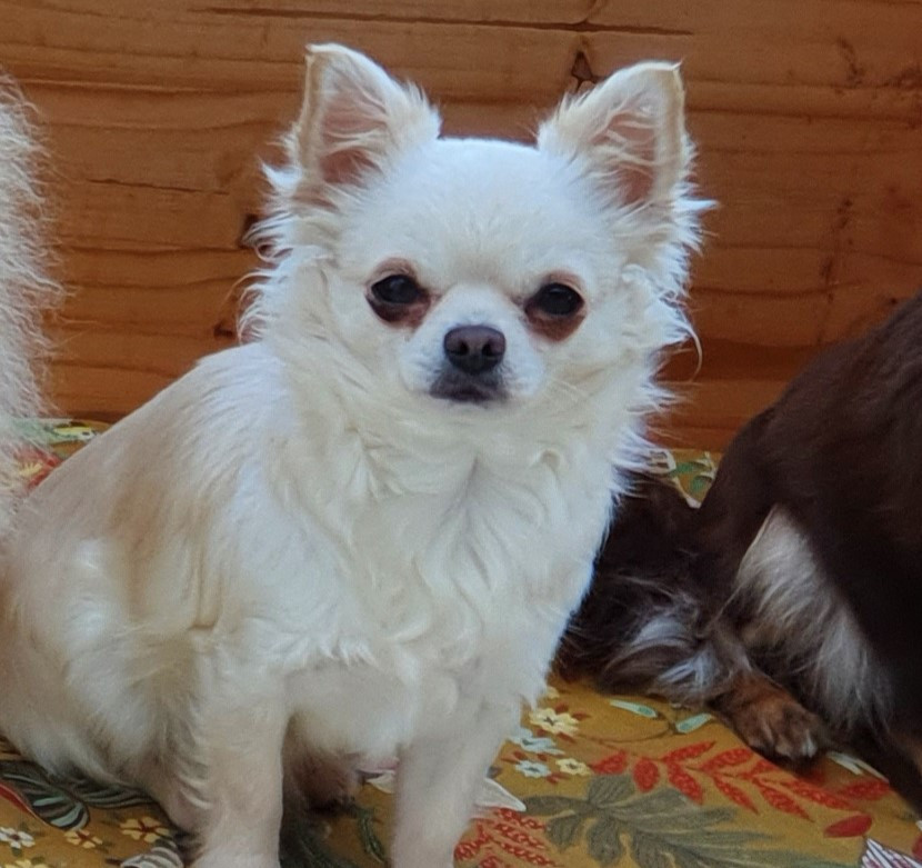 Romy De L'eclipse Du J'gembad