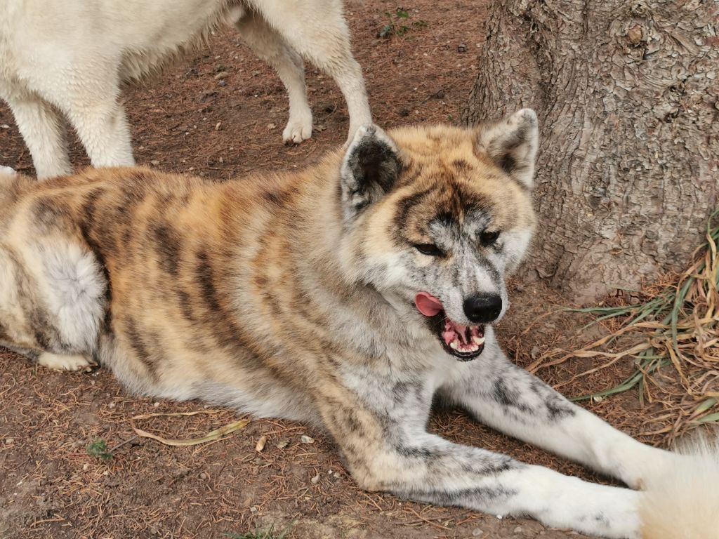 Omahe Of Kiara Tenshi