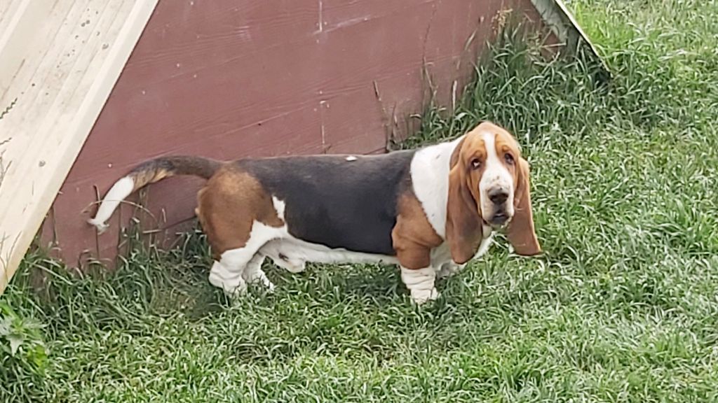 Publication : van de hippomaan 