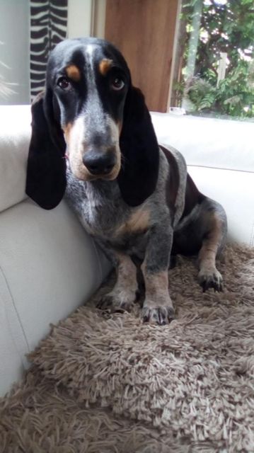 Publication : de la maison d'Omer Auteur : Isabelle Goedefroit